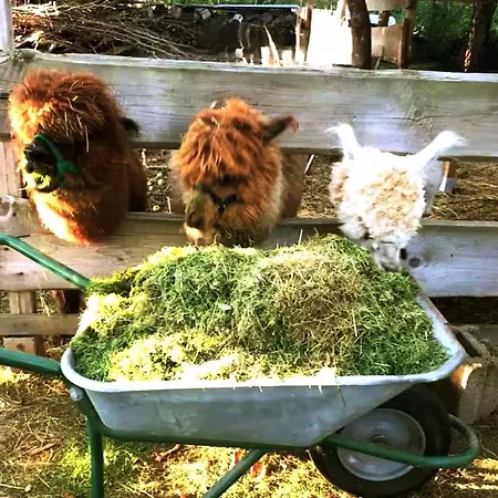 Kuschliger Schaeferwagen Auf Wiese Autark Farm stay Hausbreitenbach