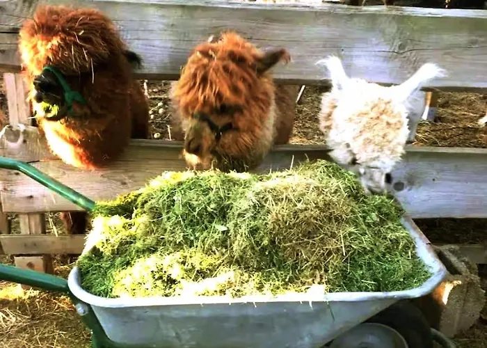 Kuschliger Schaeferwagen Auf Wiese Autark 农家乐 Hausbreitenbach